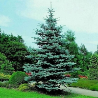 Ель колючая Hoopsii 200/250 WRB, Ель колючая Hoopsii, Ель Hoopsii, Ель колючая Хупси, ель Хупси, купить ель Хупси, Picea pungens Hoopsii