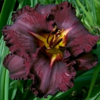 Лилейник Black Stockings, Hemerocallis Black Stockings, Лилейник Блэк Стокингз