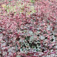 Гейхера Regina, Heuchera Regina, Гейхера Регина