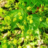 Клен мелколистный, Acer mono