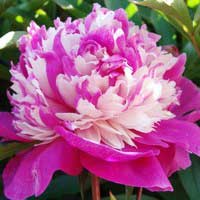 Пион молочноцветковый Celebrity, Paeonia lactiflora Celebrity, Пион молочноцветковый Селебрити