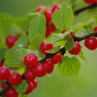 Вишня Войлочная Огонёк С3, Prunus tomentosa, Вишня Войлочная Огонек