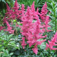 Астильба японская Bremen, Astilbe japonica Bremen, Астильба японская Бремен