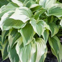 Хоста Moerheim, Hosta Moerheim, Хоста Моерхейм