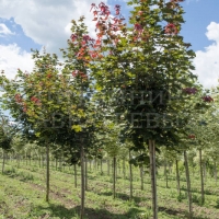 Клен остролистный Deborah 8/10, Acer platanoides Deborah, Клен остролистный Дебора