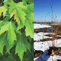 Клен серебристый, Acer saccarinum, Клен серебристый 10/12