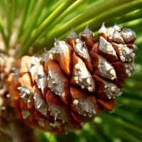 Сосна горная Pumilio 100/125, Pinus mugo Pumilio, Сосна горная Пумилио