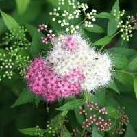 Спирея японская Genpei, Spiraea Genpei, Спирея японская Генпей