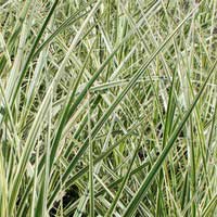 Мискантус китайский Variegatus, Miscanthus sinensis Variegatus, Мискантус китайский Вариегатус