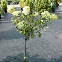 Гортензия Vanille Fraise, Hydrangea paniculata Vanille Fraise, Гортензия метельчатая Ванилла Фрейз
