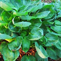 Хоста Abiqua Drinking Gourd, Hosta Abiqua Drinking Gourd, Хоста Абиква Дринкин Гурд
