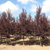 Черемуха виргинская Canada Red, Prunus virginiana Canada Red, Черемуха виргинская Канада Ред