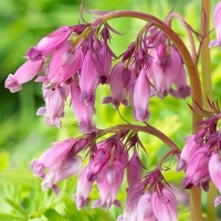 Дицентра гибридная Spring Gold, Dicentra hybride Spring Gold, Дицентра гибридная Спринг Голд