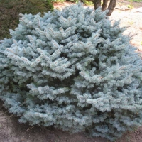 Ель колючая Montgomery, Picea pungens Montgomery, Ель колючая Монтгомери, купить ель колючую монтгомери. монтгомери купить, ель монтгомери
