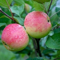Яблоня Московская грушовка п5, Яблоня Московская грушовка, Malus Domestica Grushovka Moskovskaia