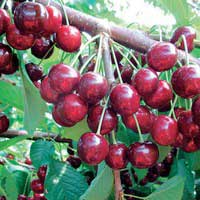 Черешня Ревна С7,5, Черешня Ревна, Prunus