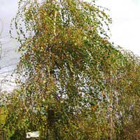 Береза повислая Youngii, Betula pendula Youngii, Берёза повислая Юнги