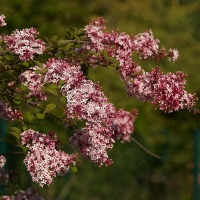 Сирень мелколистная Superba, Syringa microphylla Superba, Сирень мелколистная Суперба