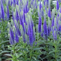 Вероника колосковая Ulster Dwarf Blue, Veronica spicata Ulster Dwarf Blue, Вероника колосковая Улстер Блю Дварф