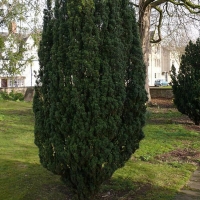 Taxus baccata, Тисс ягодный 60/70 form C25, Тисс ягодный, Тисс ягодный купить, Тисс ягодный цена