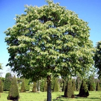 Липа мелколистная Green Globe, Tilia cordata Green Globe, Липа Мелколистная Грин Глоб