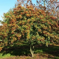 Боярышник сливолистный Splendens, Crataegus prun. Splendens, Боярышник сливолистный Спленденс