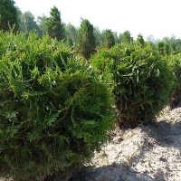Туя западная Woodwardii 40/50 C15 0 руб. Товар под заказ.