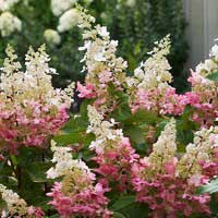 Гортензия Pinky Winky, Hydrangea paniculata Pinky Winky, Гортензия метельчатая Пинки Винки