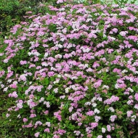 Спирея японская Nana, Spirea japonica Nana, Спирея японская Нана