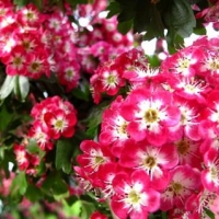 Боярышник Punicea, Crataegus monogyna Punicea, Боярышник однопестичный Пуницея