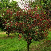Вишня Владимирская 5/6 лет WRB, Prunus cerasus, Вишня Владимирская