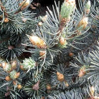Ель колючая Glauca Globosa, Ель колючая Glauca Globosa, Ель Glauca Globosa, Ель колючая, ель глаука глобоза купить, ель глаука глобоза, ель колючая глобоза