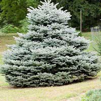 Ель колючая Glauca Globosa, Picea pungens Glauca Globosa, Ель колючая Глаука Глобоза