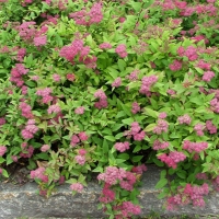Спирея густоцветковая, Spiraea densiflora