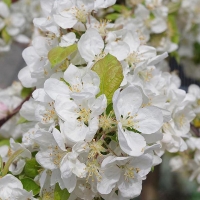 Яблоня Golden Hornet, Malus hybride Golden Hornet, Яблоня Голден Хорнет
