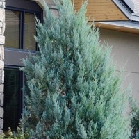 Можжевельник скальный Blue Heaven, Juniperus scopulorum Blue Heaven, Можжевельник скальный Блю Хевен