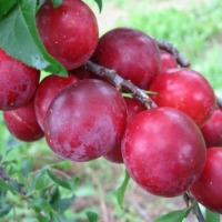 Алыча Кубанская комета, Алыча Кубанская комета с7.5, Prunus cerasifera Cubanckaya Kometa