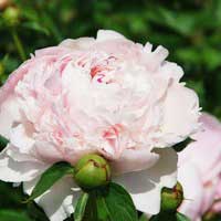 Пион молочноцветковый Angel Cheeks, Paeonia lactiflora Angel Cheeks, Пион молочноцветковый Энджел Чикс