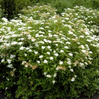 Спирея японская Albiflora с5, Spiraea japonica Albiflora, Спирея японская Альбифлора