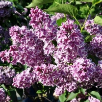 Сирень Sensation, Syringa vulgaris Sensation, Сирень обыкновенная Сенсейшн