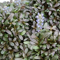 Живучка Chocolate Chip, Ajuga reptans Chocolate Chip, Живучка ползучая Шоколад Чип