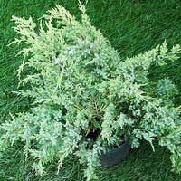 Можжевельник Blue Swede, Juniperus Blue Swede, Можжевельник Блю Швед