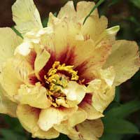 Пион ИТО-гибрид Lollipop, Paeonia Itoh-Hybrids Lollipop, Пион ИТО-гибрид Лоллипоп