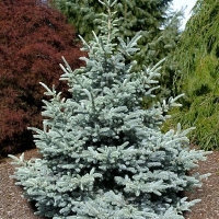 Ель колючая Blue Diamond 200/250 WRB, Ель колючая Blue Diamond, Blue Diamond, купить Blue Diamond, Блю Даймонд, купить ель блю даймонд, Picea pungens Blue Diamond