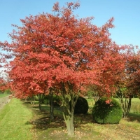 Ирга Lamarckii, Amelanchier lamarckii, Ирга ламарка