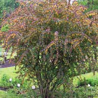 Барбарис Тунберга Atropurpurea, Berberis thunbergii Atropurpurea, Барбарис тунберга Атропурпуреа