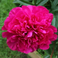 Пион Kansas, Paeonia lactiflora Kansas, Пион Канзас