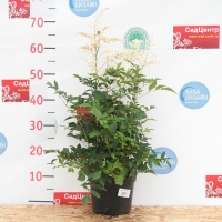 Астильба японская Washington, Astilbe  japonica Washington, Астильба японская Вашингтон