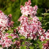 Сирень мелколистная Superba, Syringa microphylla Superba, Сирень мелколистная Суперба