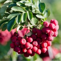 Рябина Титан 5/6 лет, Sorbus Titan, Рябина Титан